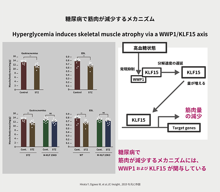 糖尿病で筋肉が減少するメカニズム【ヒント★05】サルコペニアを予防しよう｜二田哲博クリニック姪浜 院長　下野大