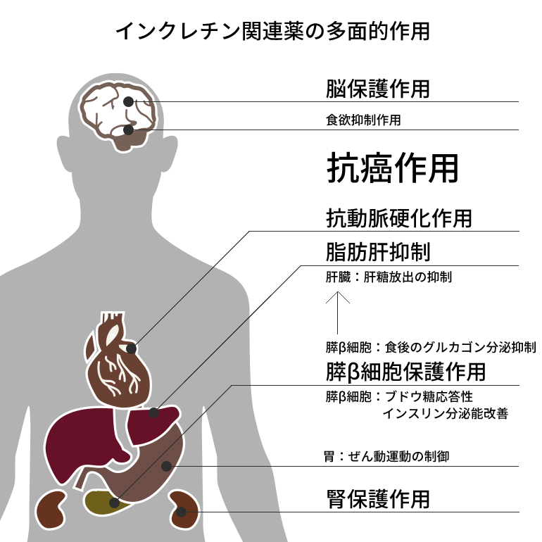 インクレチン関連薬の多面的作用