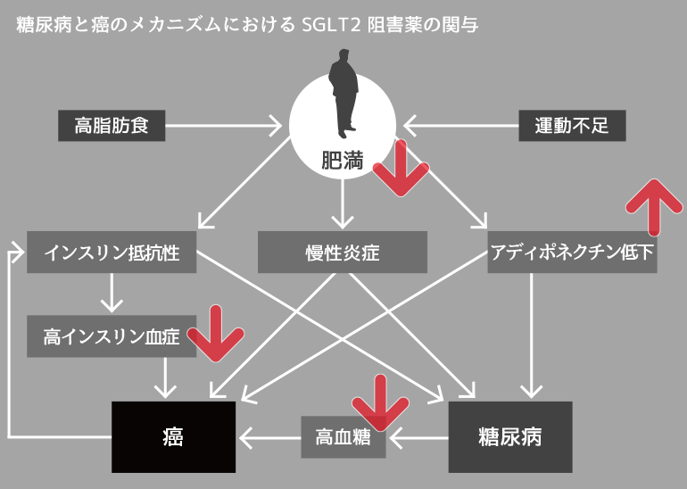 糖尿病と癌のメカニズムにおけるSGLT2阻害薬の関与