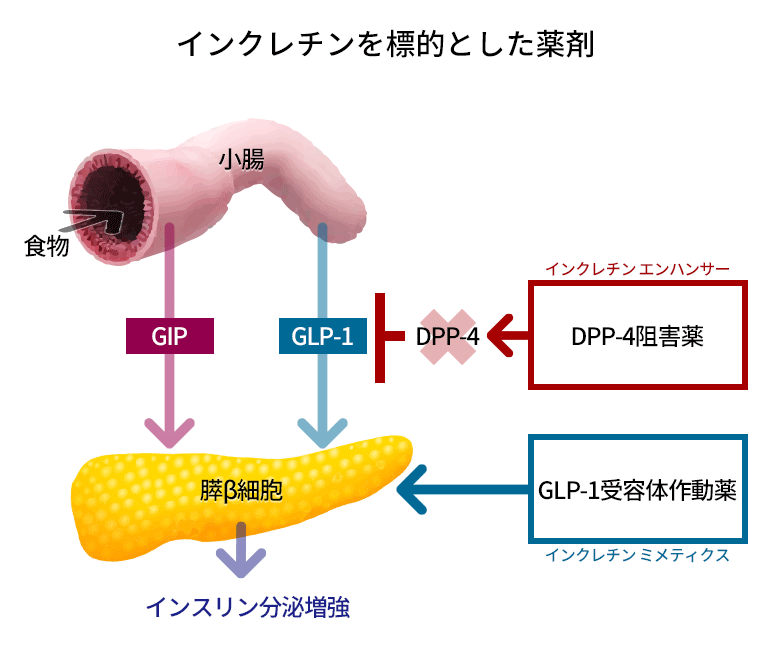 インクレチンを標的とした薬剤