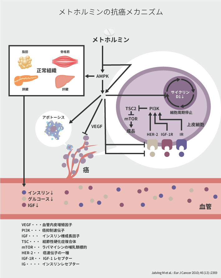 メトホルミンの抗癌メカニズム