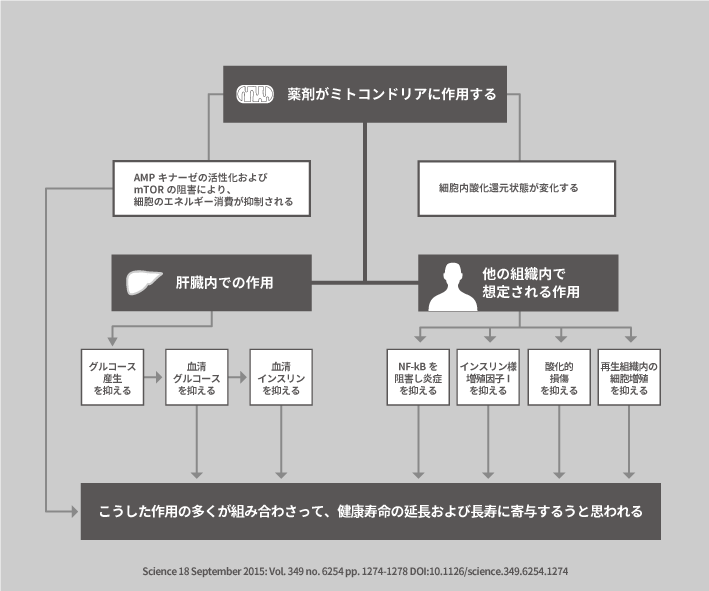 薬剤がミトコンドリアに作用する