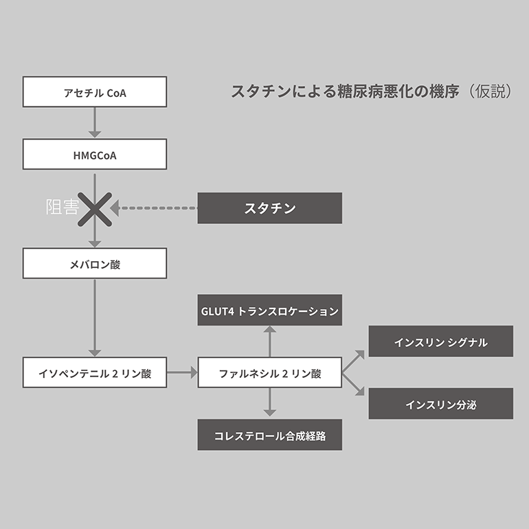 スタチンによる糖尿病悪化の機序（仮説）