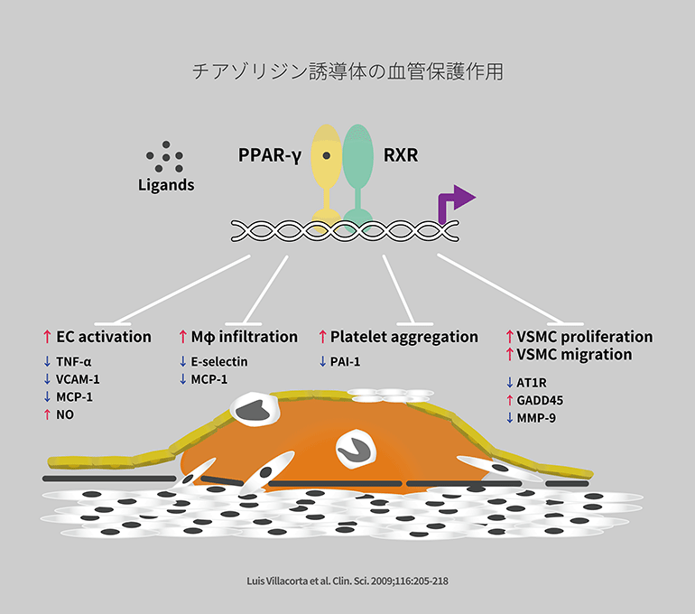 チアゾリジン誘導体の血管保護作用