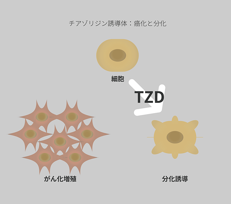 チアゾリジン誘導体：癌化と分化