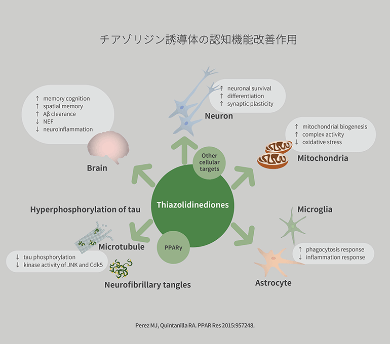 チアゾリジン誘導体の認知機能改善作用