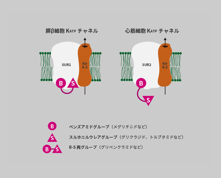 細胞KATPチャネル