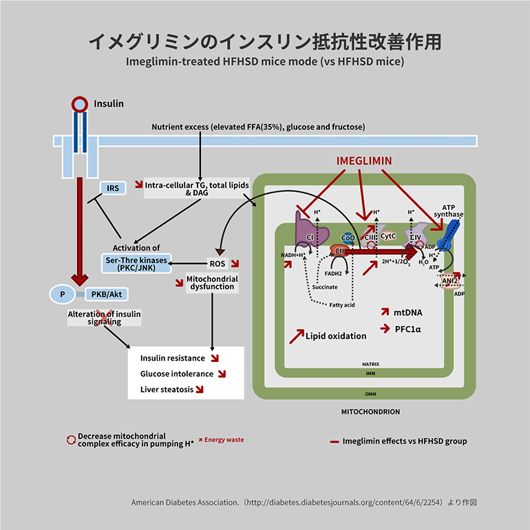 イメグリミンのインスリン抵抗性改善作用
