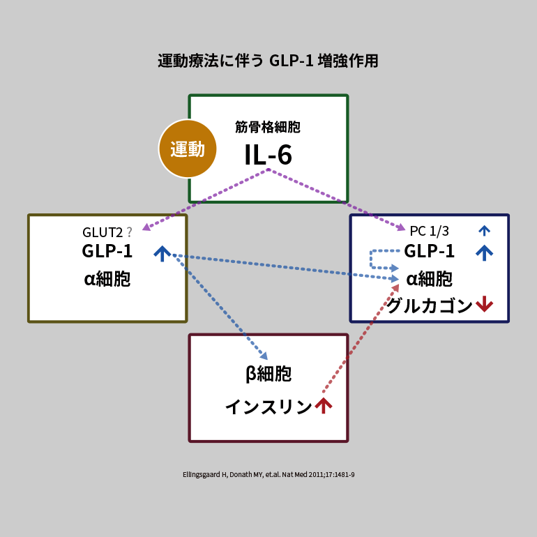 運動療法に伴うGLP-1増強作用