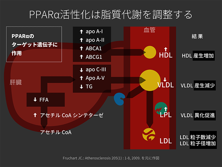 PPARα活性化は脂質代謝を調整する＠第29話 残存リスクを打つべし！＠糖キング　野見山崇