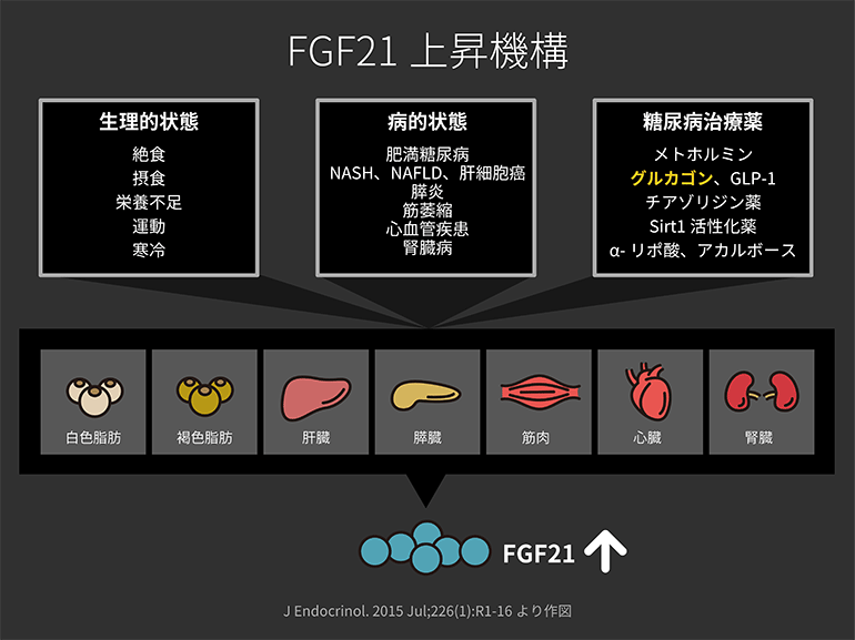 FGF21上昇機構＠第34話 グルカゴン点鼻薬とスナッキング肥満　野見山崇