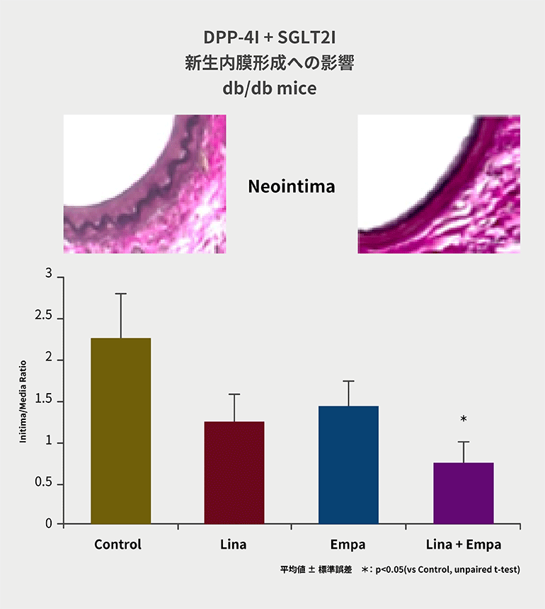 DPP-4I + SGLT2I 新生内膜形成への影響 db/db mice＠第35話 SGLT2阻害薬 For what?　野見山崇
