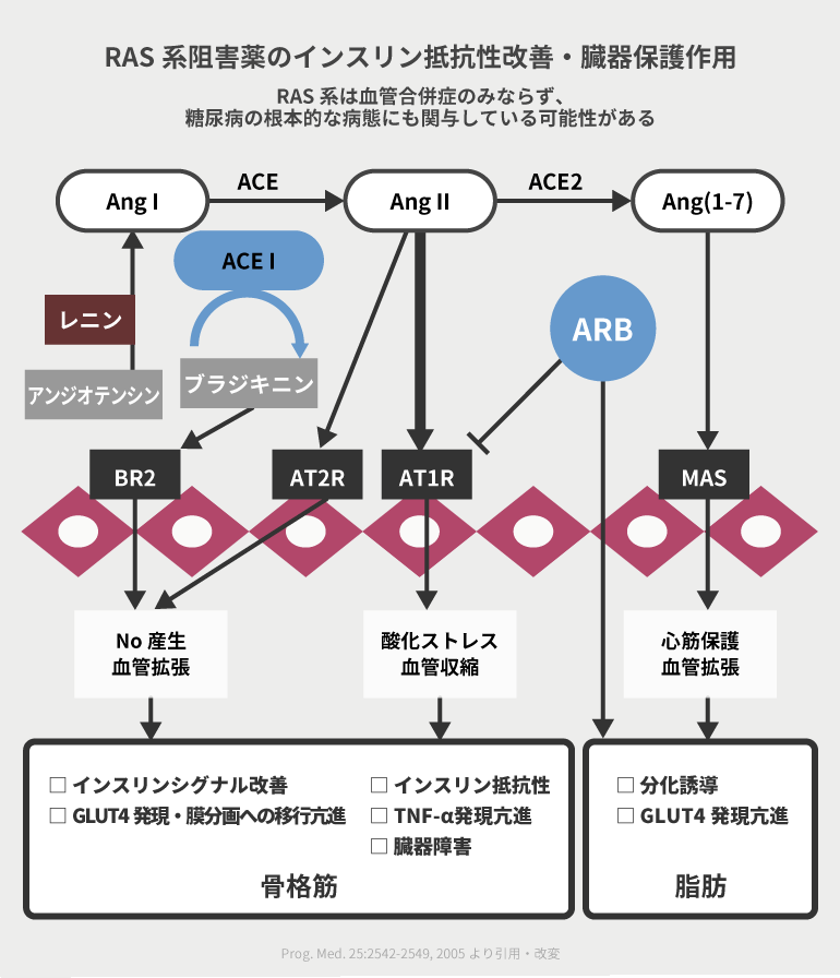 RAS系阻害薬のインスリン抵抗性改善・臓器保護作用＠糖キング第43話 降圧薬のBeyond　野見山崇