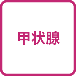 甲状腺